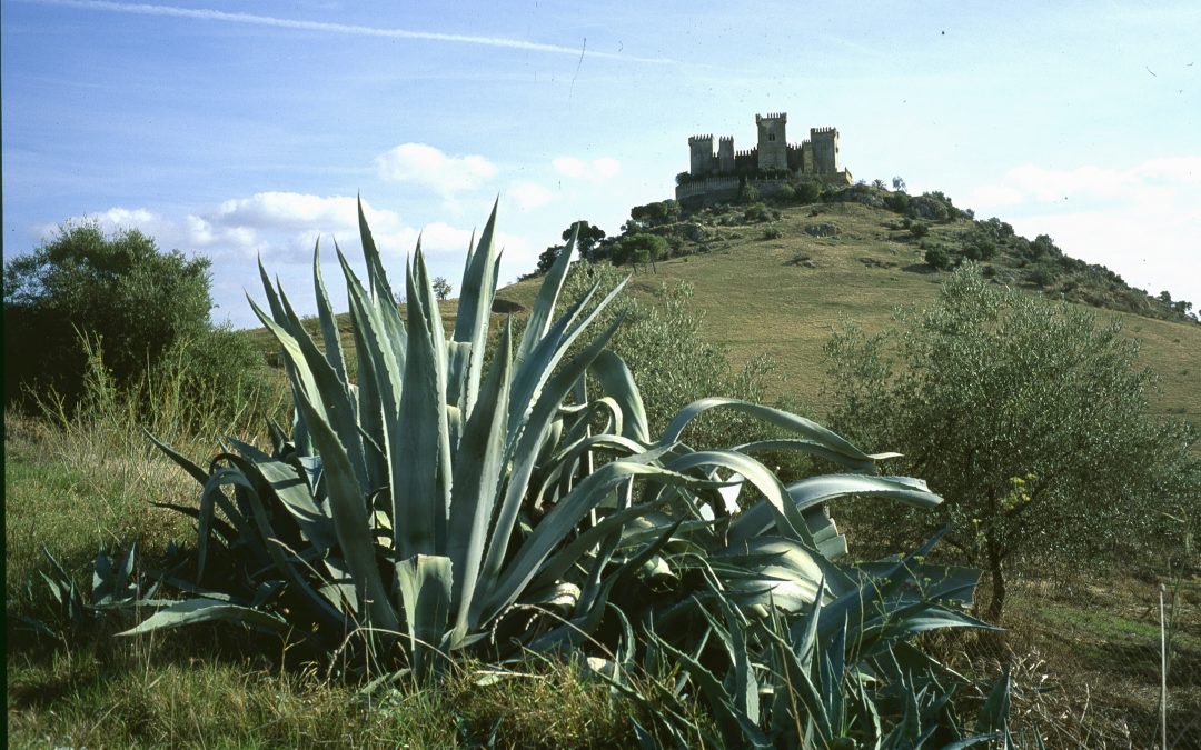 Castillo de Almodóvar del Río
