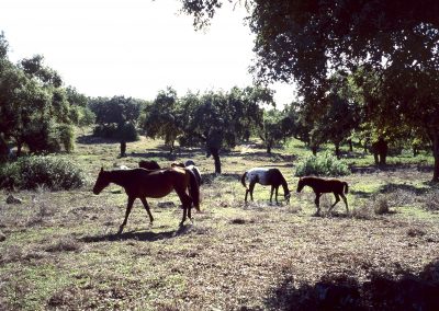 Parque Natural de Hornachuelos