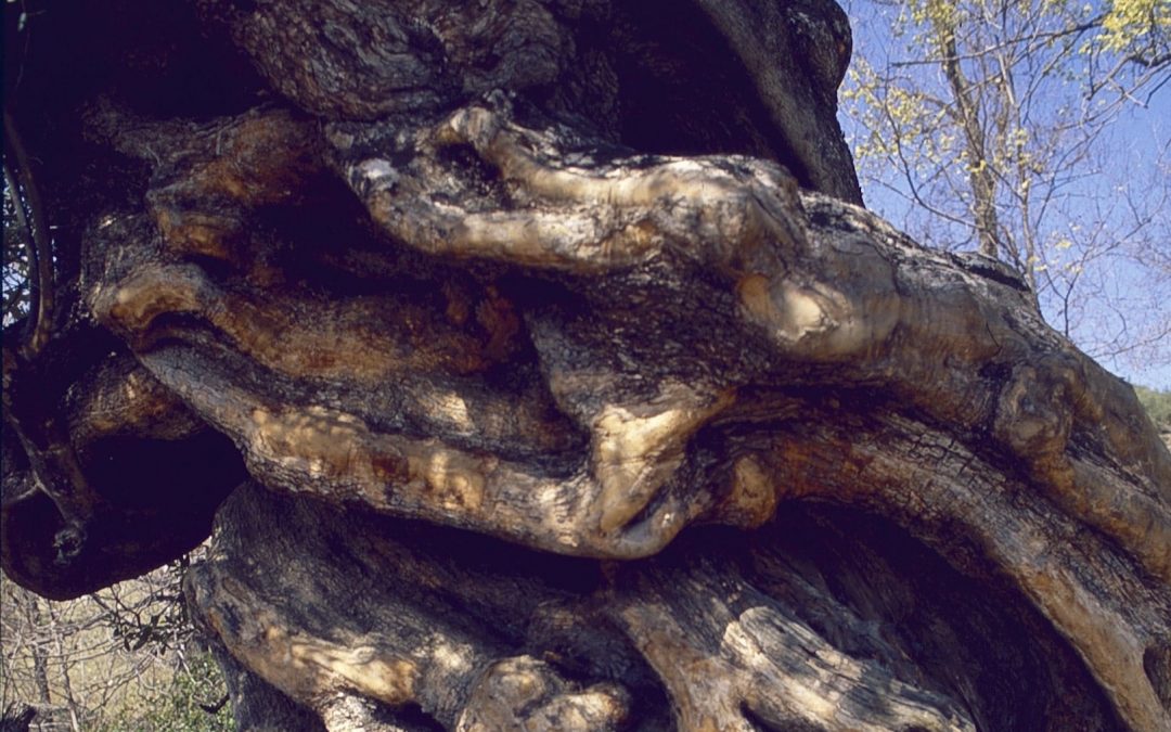 Ruta natural de Periana