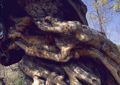 Ruta natural de Periana