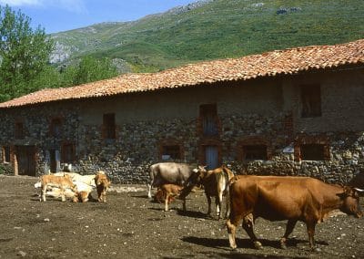 Hoces de Vegacervera