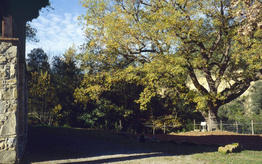 Castellar de la Muntanya