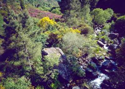 Parque Natural de Xurés