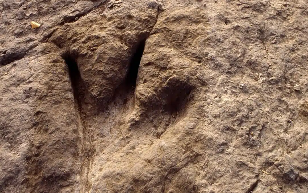 Paseo por el Jurásico