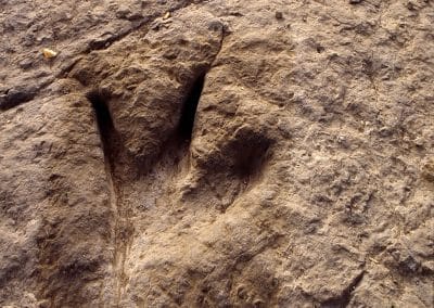 Paseo por el Jurásico