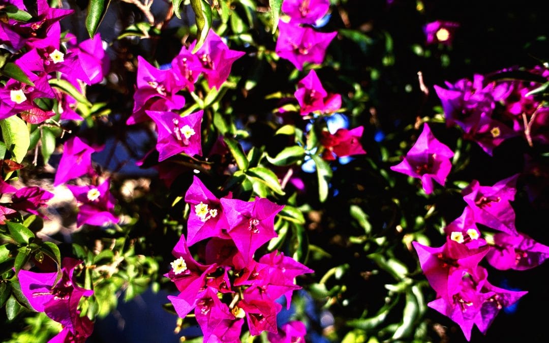 Mirador de Sant Josep de Sa Talaia