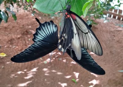 Mariposario de Níjar