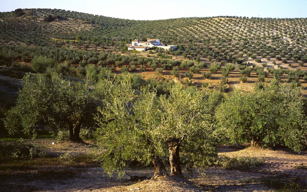Parque Natural Sierra Subbética