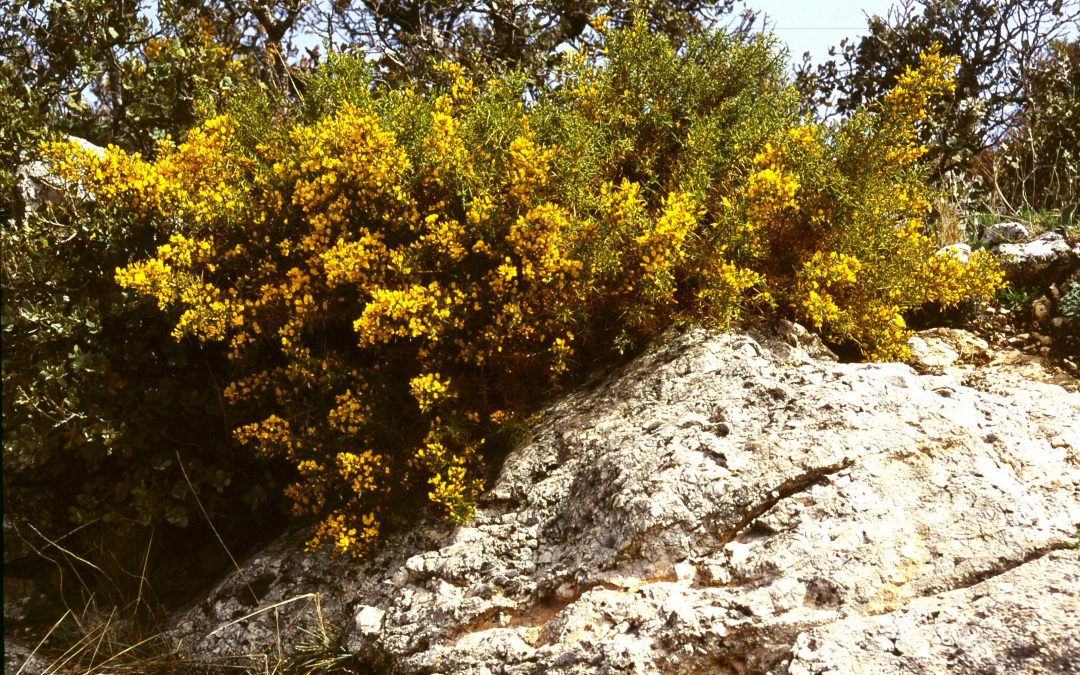 Cueva de los Murciélagos