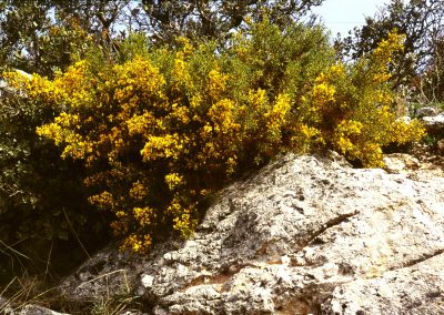 Cueva de los Murciélagos
