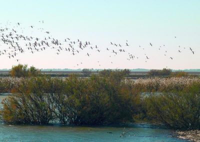 Parque Natural de Doñana
