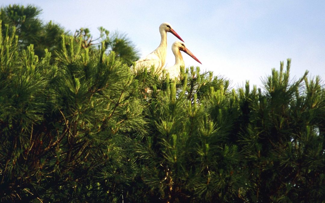 Cañada de los Pájaros