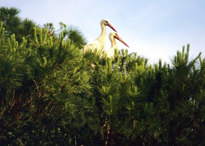 Cañada de los Pájaros