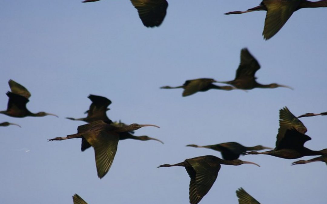 Brazo Este del Guadalquivir