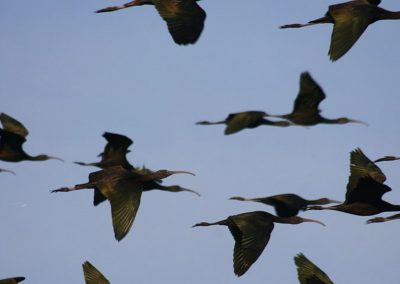 Brazo Este del Guadalquivir