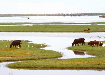 Parque Nacional de Doñana