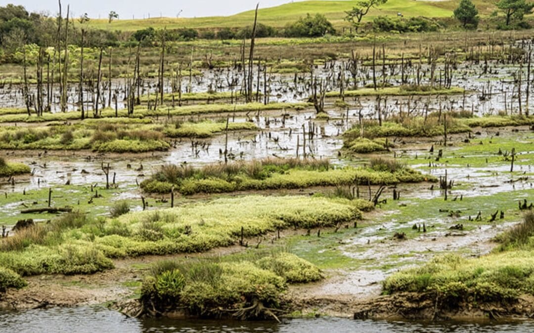 Parque Natural de Oyambre