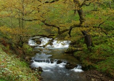 Reserva Nacional del Saja