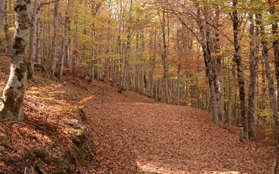 Hayedo de la Tejera Negra