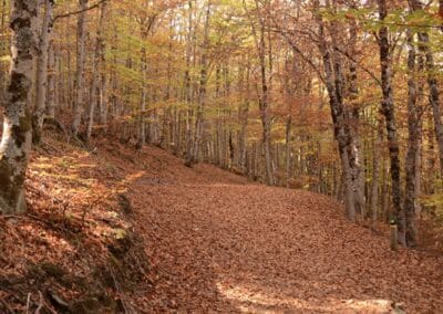 Hayedo de la Tejera Negra