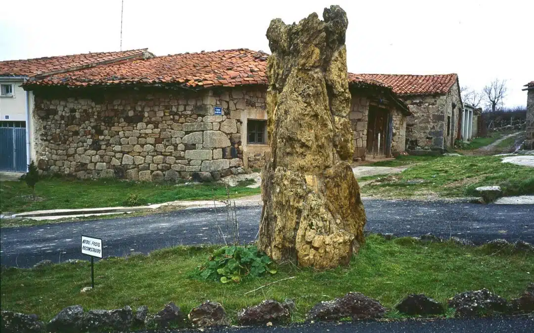 Árbol Fósil de Hacinas