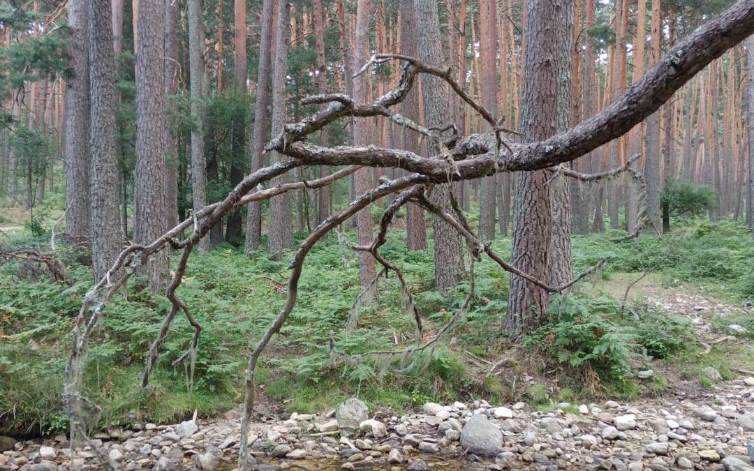 Las Pesquerías Reales