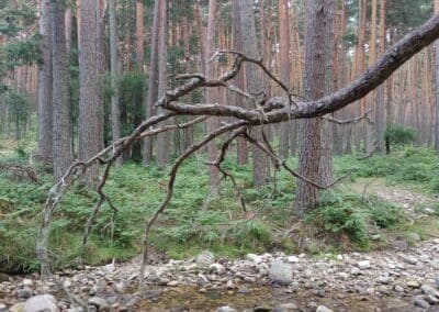 Las Pesquerías Reales